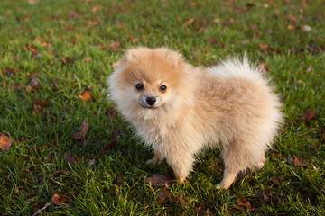 Pomeranian puppy redhead on grass