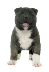 puppy american akita
