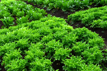 Green salad organic hydroponic farm