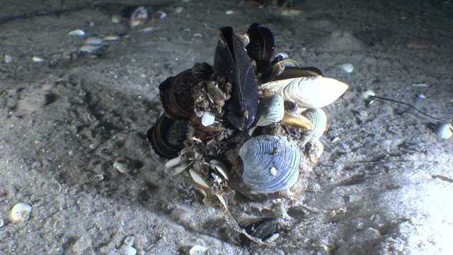 Gastropod Veined Rapa Whelk with bunch of mussels attached to its shell.
