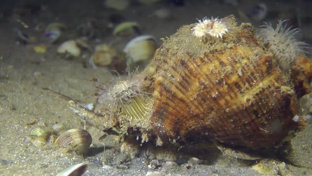 Gastropod Veined Rapa Whelk with several anemones on the shell.
