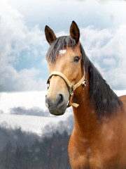 Obraz premium Horse in winter