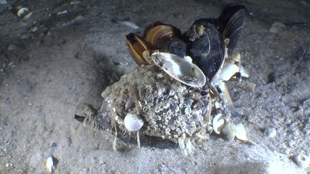 Moving biocenosis - gastropod Veined Rapa Whelk with bunch of mussels attached to its shell.
