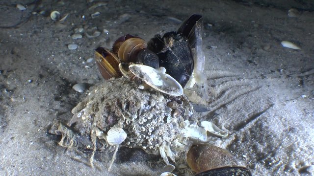 Moving biocenosis - gastropod Veined Rapa Whelk with bunch of mussels attached to its shell and shrimp.
