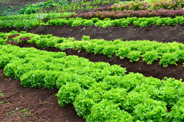 Fototapeta na wymiar Green salad organic hydroponic farm