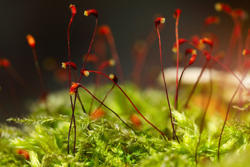 macro shot of some moss spores absorbing raindrops