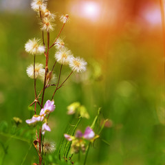 Meadow plants of dandelion