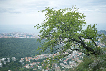 Tree on the slope