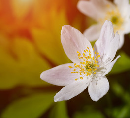 Anemone sylvestris. First spring flowers
