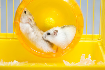 active hamster running on a wheel