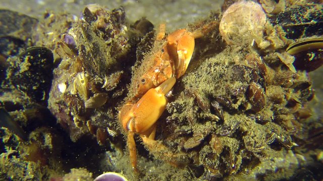 Bristly Crab sits among the mussels, then leaves the frame, medium shot.
