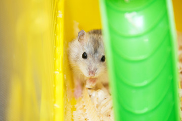cute Djungarian hamster in a cage