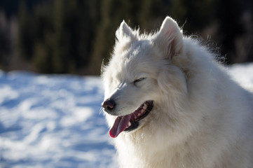 Dog is laughing heartily in the snowy mountains