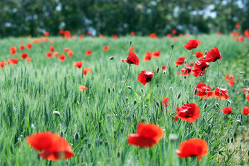 poppies flower on meadow landscape spring season