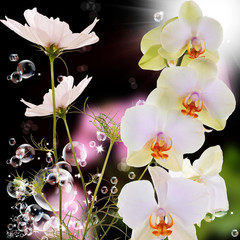 Exotic beautiful flower orchid