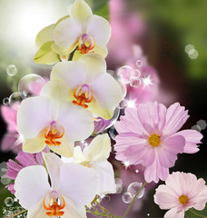 Fototapeta na wymiar Beautiful exotic flower orchid on abstract nature background