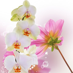 Beautiful exotic flower orchid on abstract nature background