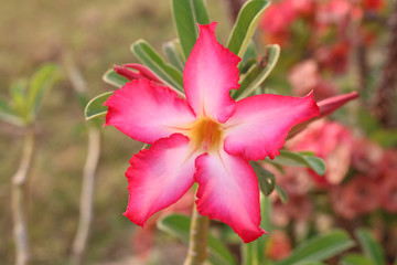 Tropical flower Pink Adenium        