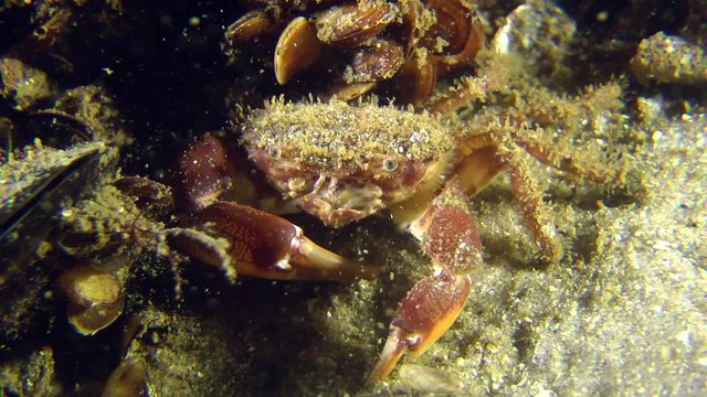 Bristly Crab crushes shel of mussel by its claw, then leaves the frame, medium shot.
