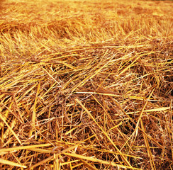 closeup straw on field