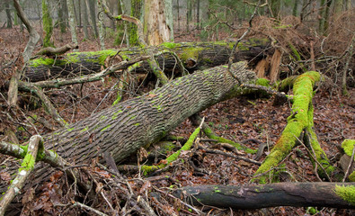 Deciduous stand of Bialowieza Forest in autumn