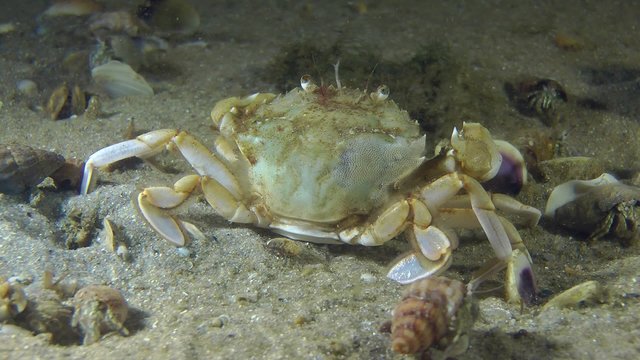 Swimming crab sitting on the sandy bottom, medium shot.
