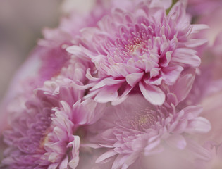  Background of Big Beautiful Pink and White Chrysanthemum closeup