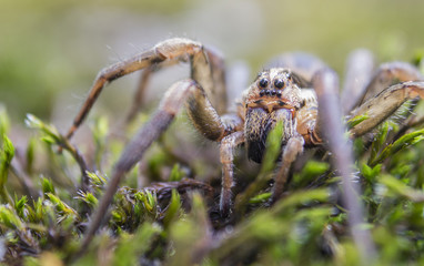 spider, macro, eyes, wild, insect
