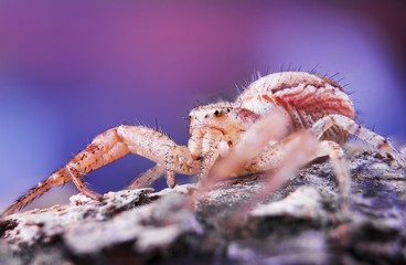 spider, macro, eyes, wild, insect