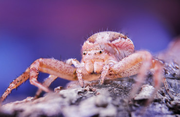 spider, macro, eyes, wild, insect
