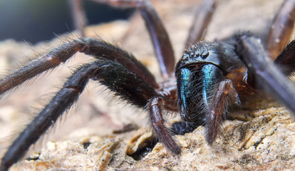 spider, macro, eyes, wild, insect