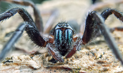 spider, macro, eyes, wild, insect