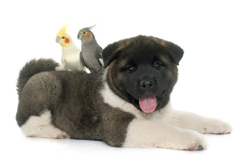 Fototapeta premium puppy american akita and cockatiel