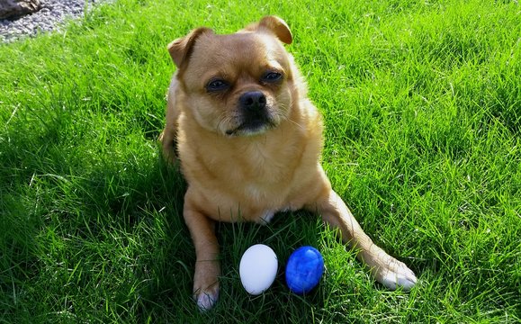 Hund liegend mit Ostereiern