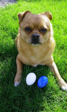 Hund mit blau wei&szlig;en Ostereiern