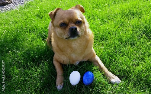 "Hund liegend mit Ostereiern" Stockfotos und lizenzfreie Bilder auf