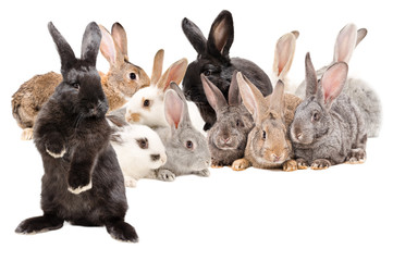 Group rabbits sitting together