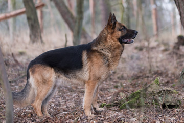 German Shepherd dog in a forest