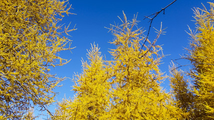 larches in autumn