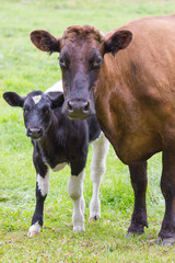 Brown cow stands together with black and white calf