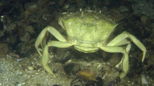 Green crab crawling slowly along the bottom on a background of mussel shells.
