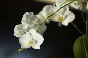 White orchids isolated against dark background.