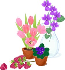 Flowers in pots and raspberries