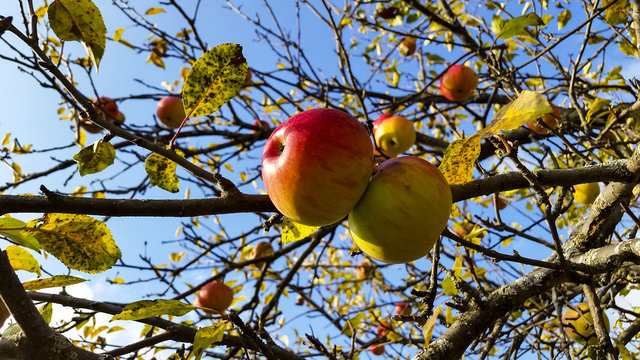 appls ripen on the tree in autumn