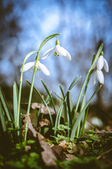 beautiful snowdrop flower