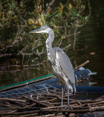 Heron