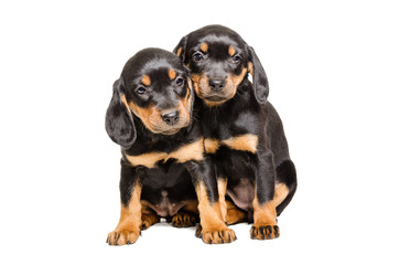 Two puppy breed Slovakian Hound