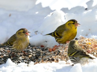 Erlenzeisig männlich und weiblich
Carduelis spinus