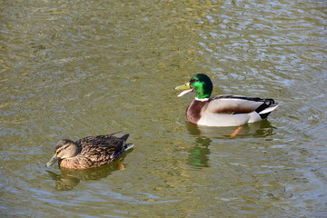 A female and male duck on a pond in winter in England.