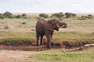 Fototapeta na wymiar Adult elephant with big tusks on small river bank against savanna shrubs background and distance view on mountains. Lake Manyara National Park, Tanzania, Africa. 
